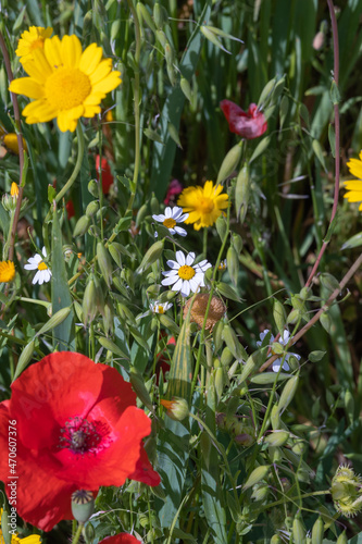 A meadow full of pretty red poppies and lovely yellow daisies during spring