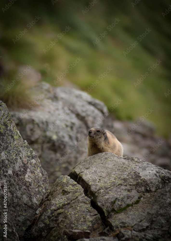 marmotta marmotta