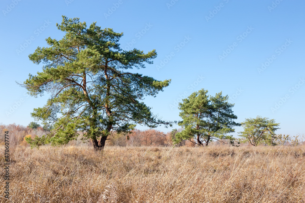 Pines with curved trunks among the meadow with dry grass Pines with curved trunks among the meadow with dry grass