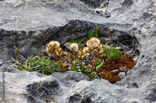 The Burren area, Doolin area, County Clare, Galway Bay, seashore of West Ireland, Wild Atlantic Road, spectacular natural impression of the Ireland, Galway County, Ireland  photo