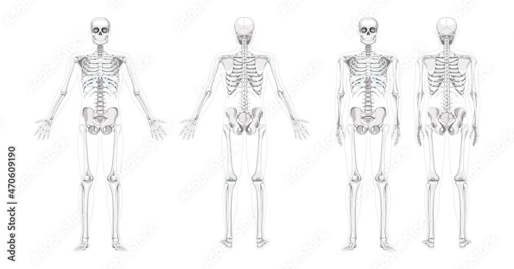 Anatomical Position Skeleton