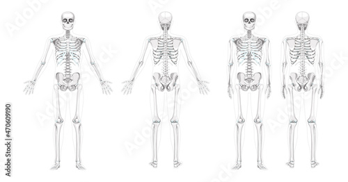 Set of Skeleton Humans realistic diagram front back view different hands position. Flat grey scale colour Vector illustration anatomy isolated on white background concept medical infographic banner