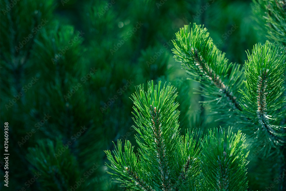 Sunlit green fresh pine branches on dark backdrop of young pine forest. Close up. Copy space.