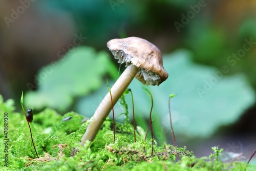 Autumn Fruiting Fungi photo