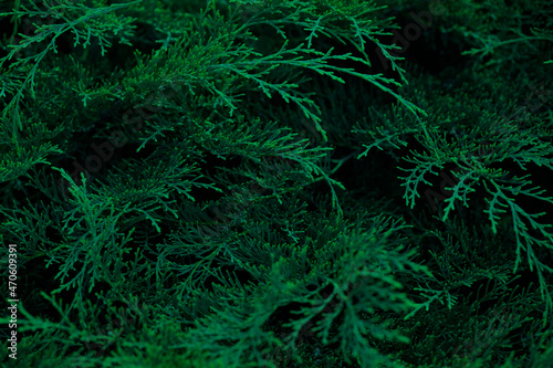 Deep green fresh arborvitae branches close up as background or wallpapers.