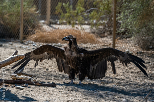 A Cinereous Vulture in Palm Springs  California