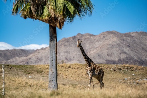 A long slender giraffe in Palm Springs  California