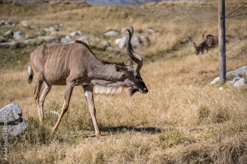 A Greater Kudu in Palm Springs  California