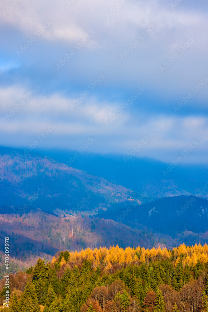 Autumn forest mountains. Beautiful colorful autumn yellow orange forest in bright sunlight.