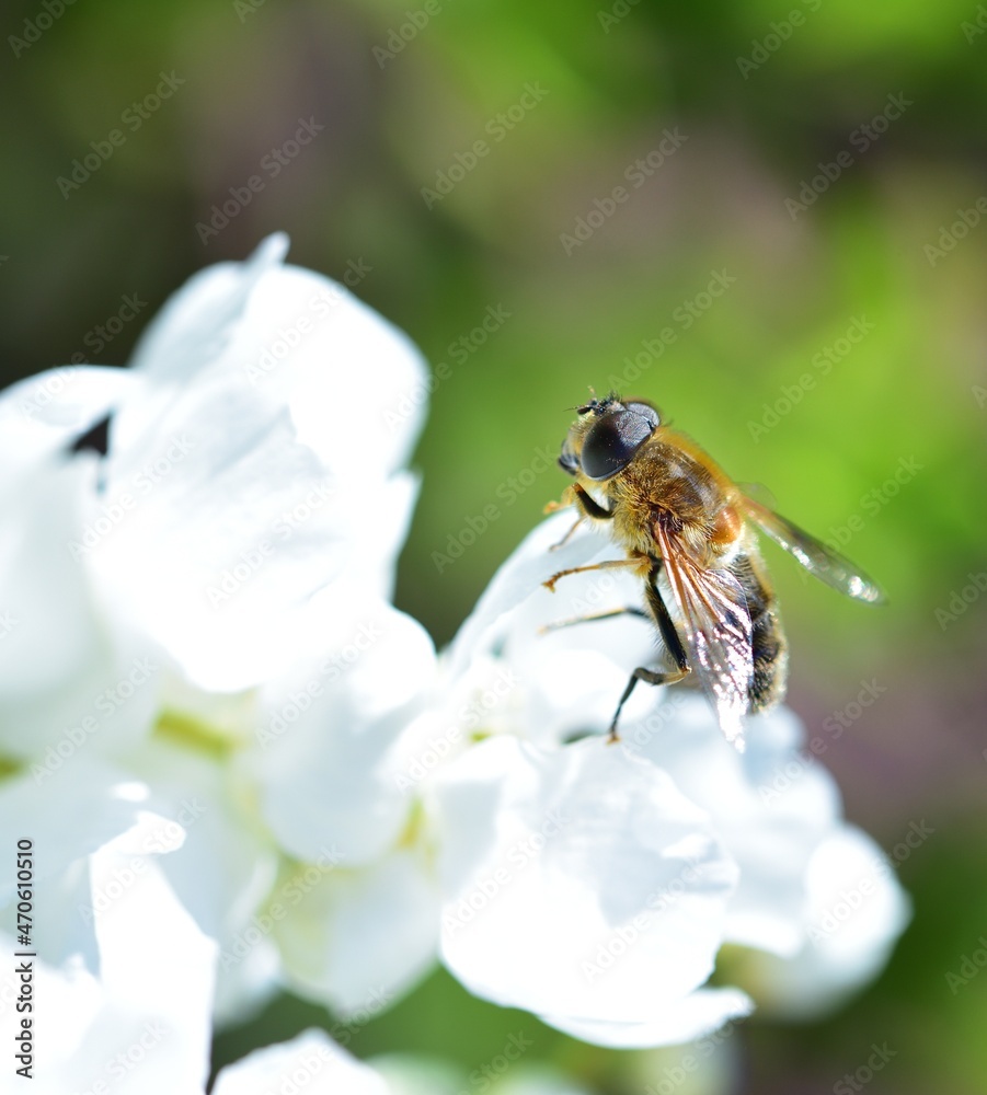 Sunbathing Dronefly Sunbathing Dronefly
