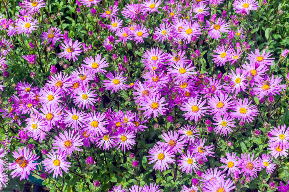 Aster Amellus 'Brilliant' a lilac pink herbaceous perennial summer autumn flower plant commonly known as michaelmas daisy, stock photo image Aster Amellus 'Brilliant' a lilac pink herbaceous perennial summer autumn flower plant commonly known as michaelmas daisy, stock photo image