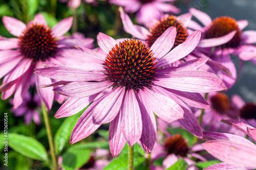 Echinacea purpurea 'Praire Splendor' a summer flowering plant with a pink red summertime flower from July to September commonly known as Cone Flower, stock photo image