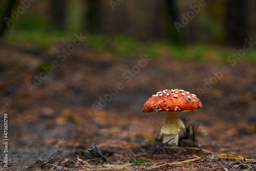 fly agaric or fly amanita in the autumn forest, selective focus. poisonous mushroom.