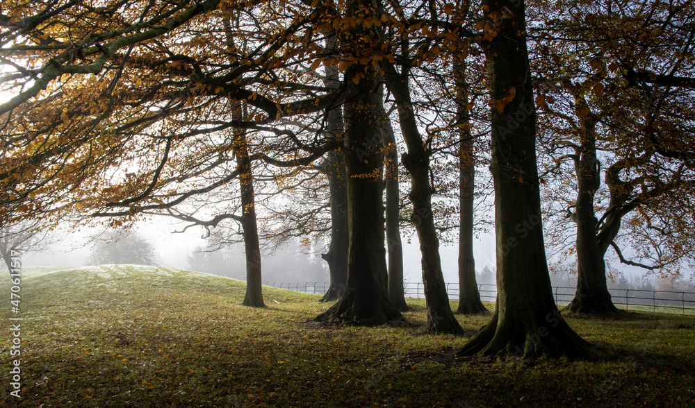 autumn trees in the fog