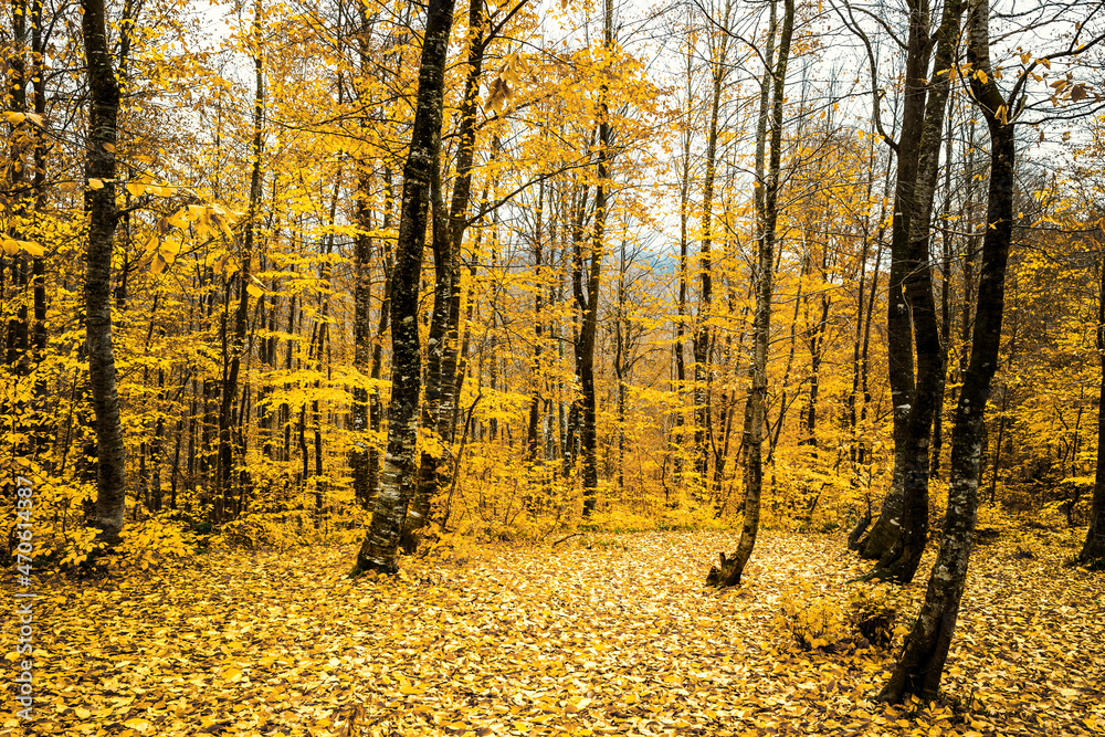 Obraz premium autumn in the forest