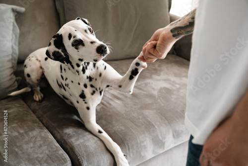 Dalmatian dog on couch giving paw