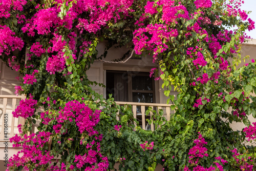 Red bougainvillea climbing on the wall of  house in Rethymnon  Crete  Greece