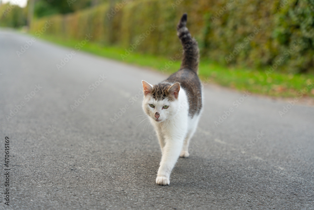 Katze auf der Straße
