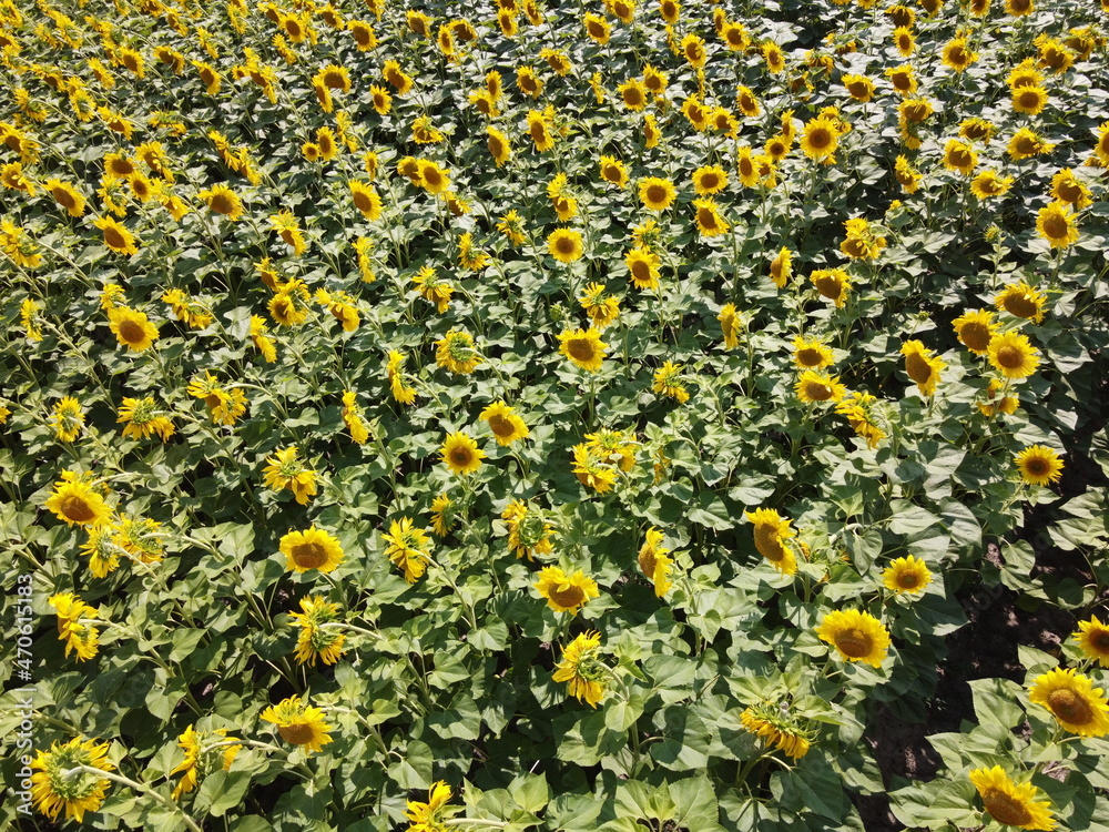 Sunflower flowers in the field, top view. Sunflower flowers in the field, top view.