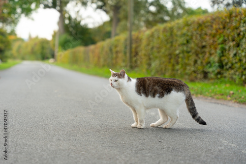 Photos Katze auf der Straße