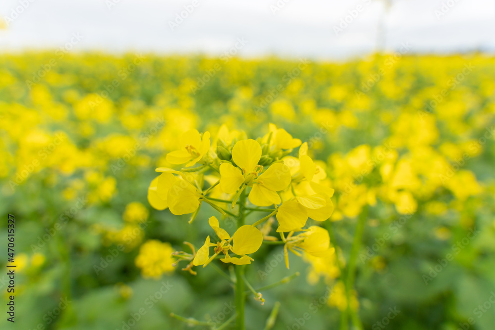 Obraz premium Feld in Farbe