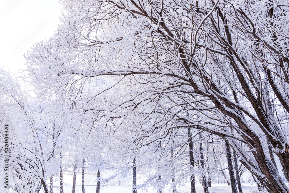Trees covered with fluffy frost on a cold winter day. Climate, weather. Trees covered with fluffy frost on a cold winter day. Climate, weather.
