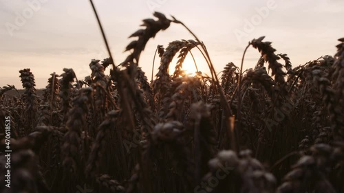 Golden Sunset Over Wheat Field. Ears of Golden Wheat Close Up.