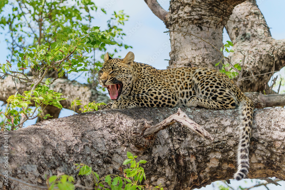 Obraz premium Leopard cub in the tree hiding for a hyena in Sabi Sands Game Reserve in the greater Kruger region in South Africa 