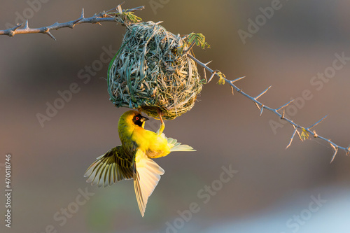 Southern masked weaver (Ploceus velatus), or African masked weaver,  trying to lure a female to his nest at Sunset Dam in Kruger National Park in South Africa