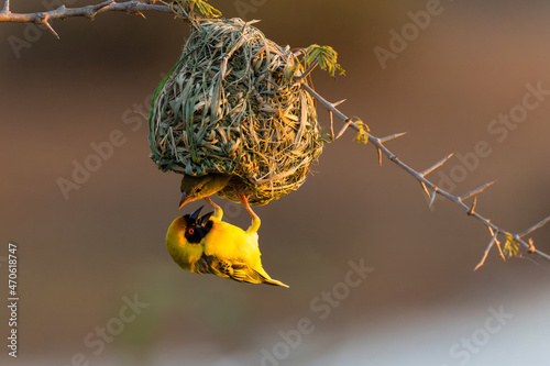 Southern masked weaver (Ploceus velatus), or African masked weaver,  trying to lure a female to his nest at Sunset Dam in Kruger National Park in South Africa photo