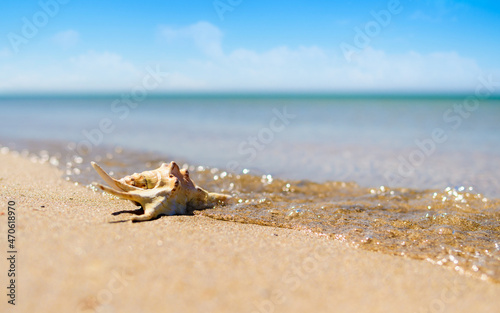 Beautiful shell in the sea wave. Summer sea landscape. Selective focus on seashell, narrow focus.