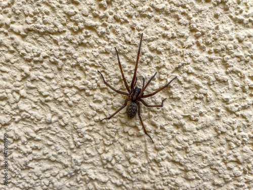 Big spider on a house wall