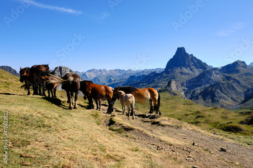 View of a mountain landscape with some wild horses and a cloudy sky. Pic du Midi d'Ossau