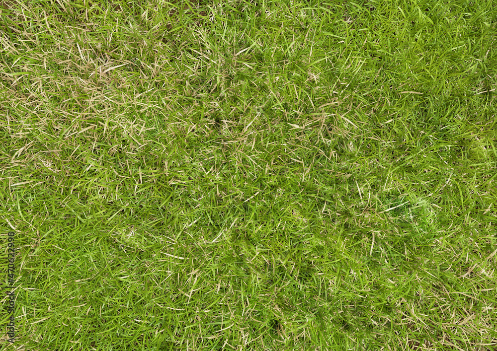 Grass. Top view. Render 3d Grass. Top view. Render 3d