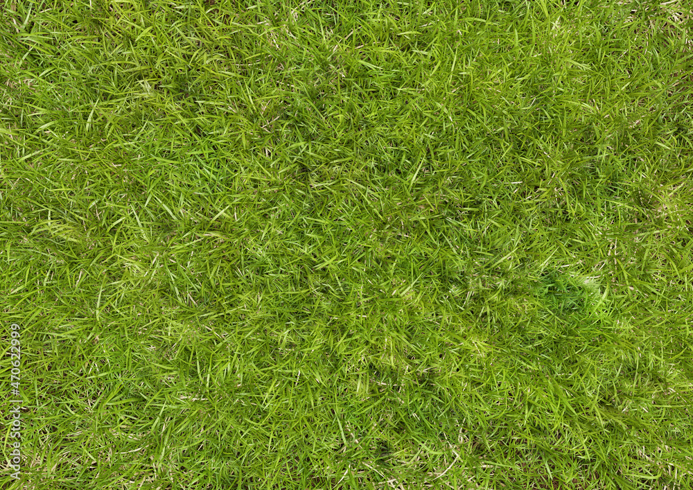 Grass. Top view. Render 3d Grass. Top view. Render 3d
