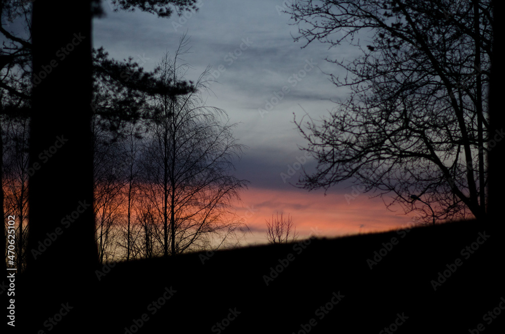 Fototapeta premium sunset in the forest