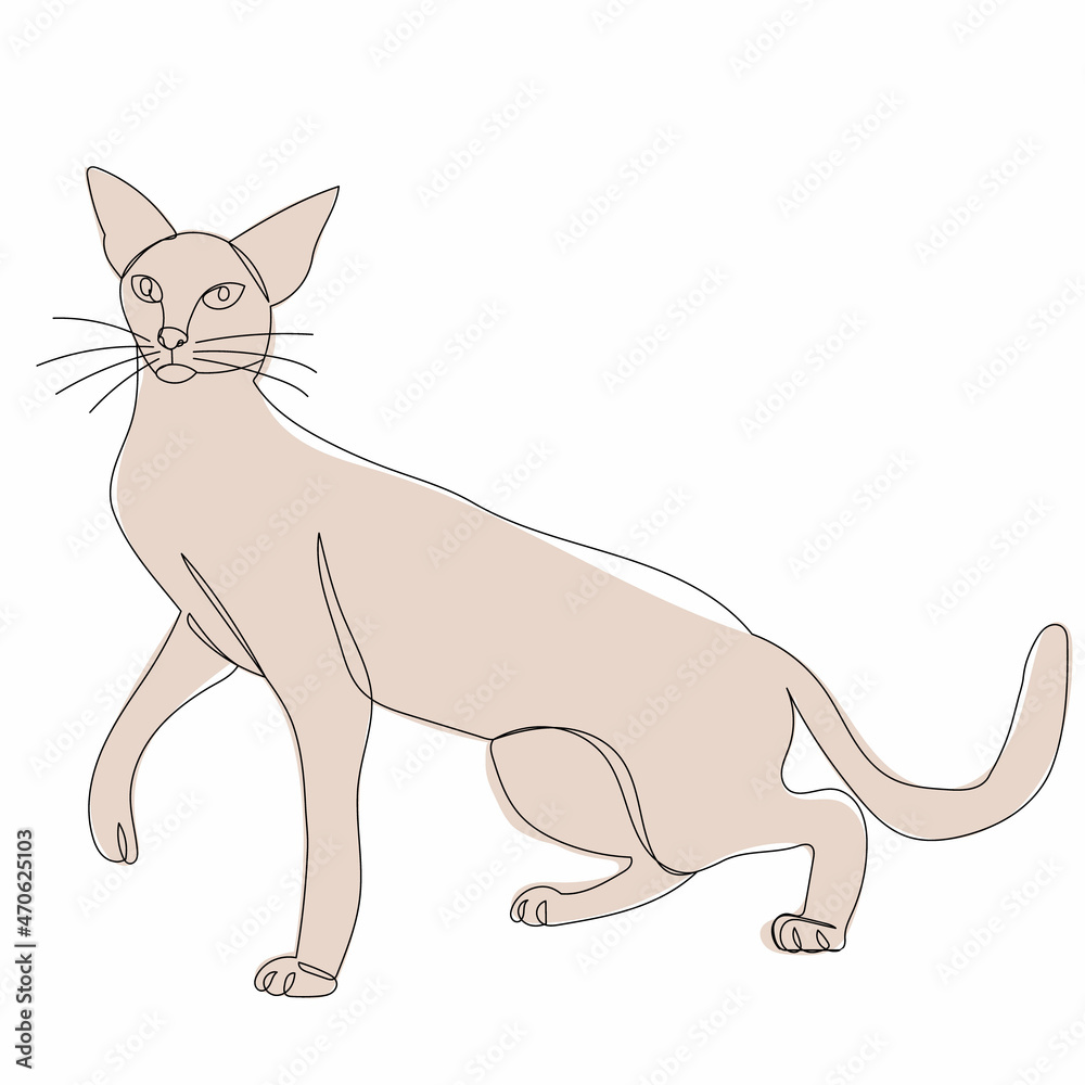 cat sketch drawing, vector, isolated
