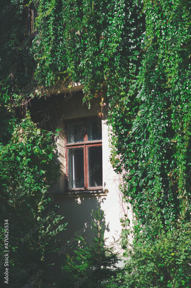 window in the green window in the green