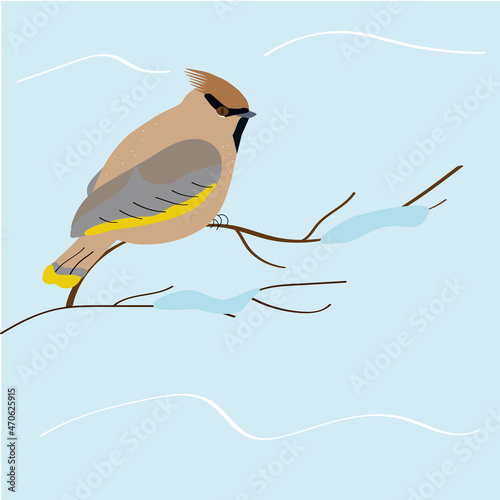 Winter bird waxwing on a branch with snow