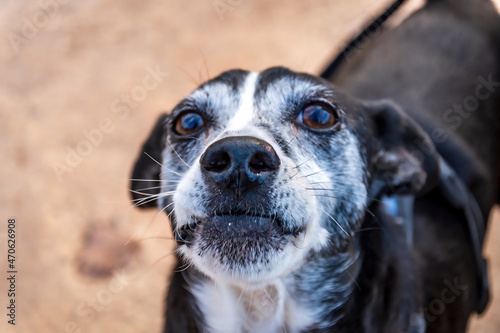 black and white old dog with beautiful brown eyes staring at the camera