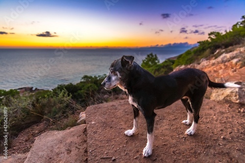 black and white old medium sized dog with beautiful outdoors sunset background
