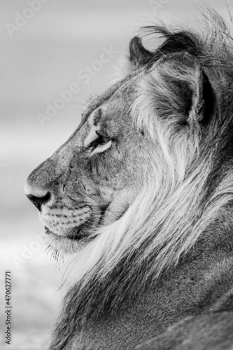 Black and white photo of a young male lion in the Kalahari Desert, South Africa