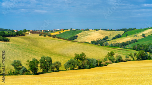 Rural landscape near Ostra Vetere and Cingoli  Marche  Italy