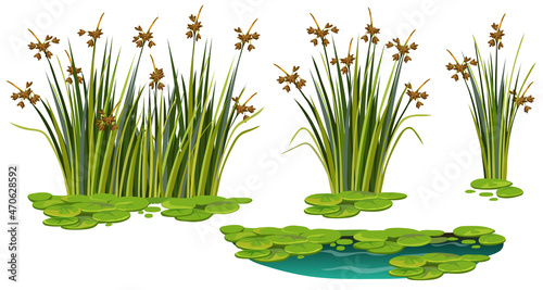 Marsh reed, grass. Set of swamp cattails, water lily in water. Vector bulrush for computer games isolated on white background.
