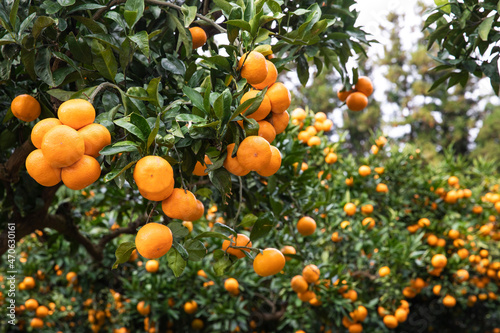 fresh sweet and delicious persimmon, 신선하고 달콤하고 맛있는 제주도 밀감농장의 밀감나무와 밀감