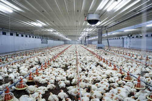Flock of chicken at poultry farm photo