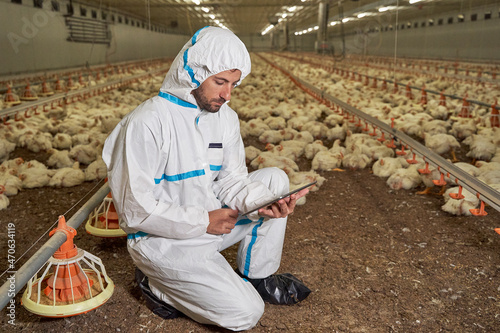 Man in protective suit using digital tablet in chicken farm photo