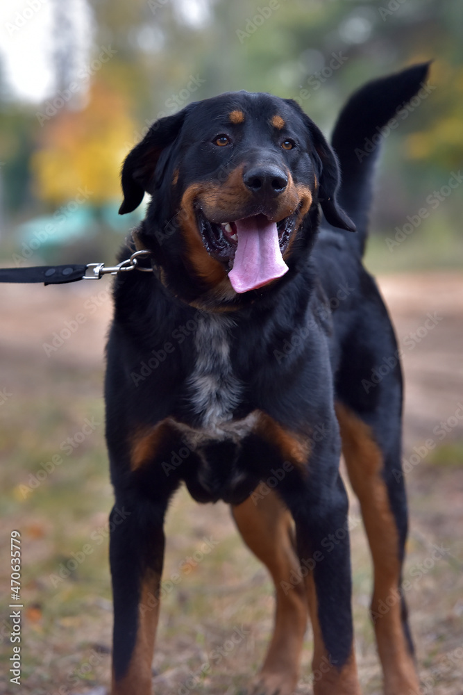 beautiful large brown dog mestizo rottweiler beautiful large brown dog mestizo rottweiler