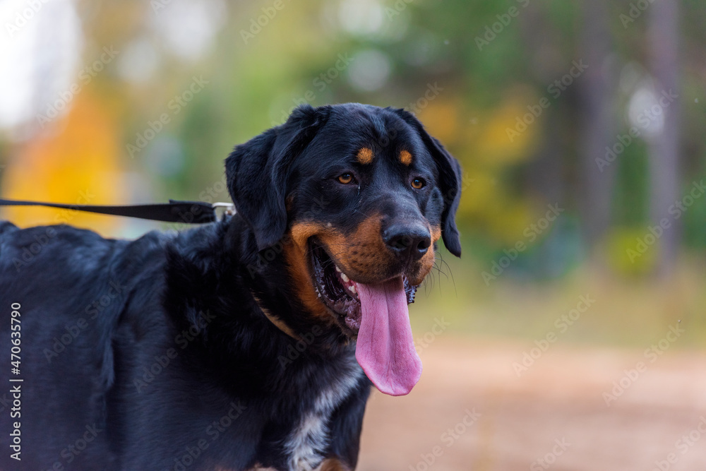 beautiful large brown dog mestizo rottweiler beautiful large brown dog mestizo rottweiler