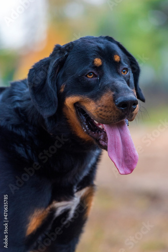 beautiful large brown dog mestizo rottweiler